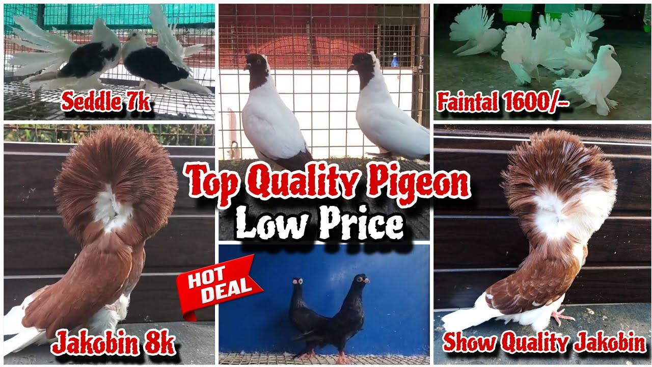 American Seddle, Jakobin, megpie Pouter,Indian Faintal And Stencil Homer New collection