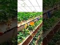 Panen banyak di lahan sempit 🍓 #smartfarming #urbanfarming #greenhouse #strawberry #farming
