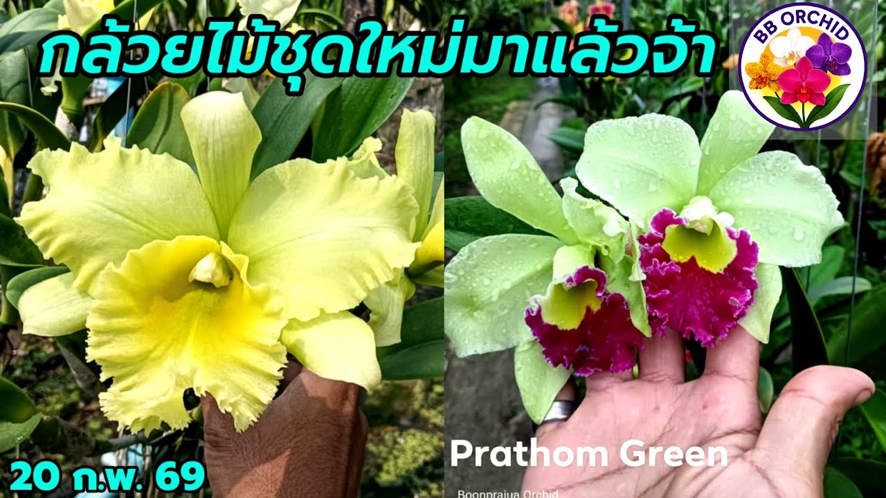 Ep.80 กล้วยไม้สวยๆเข้าเพิ่ม กล้วยไม้แปลกหายาก #กล้วยไม้ #orchid 
