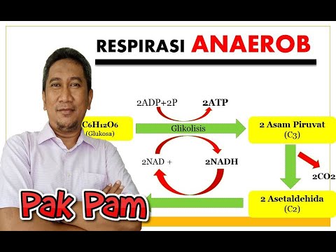 Video: Siapakah respirasi anaerobik?