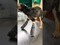 21 Dogs Were Just Pulled From A Heinous Cruelty Case, One Of Them Can Barely Stand... [STORY BELOW]