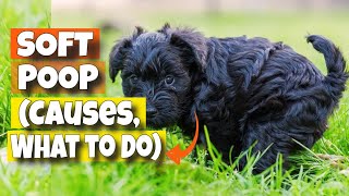 🐶SOFT POOP IN DOGS 💩(Causes and What to Do) screenshot 2