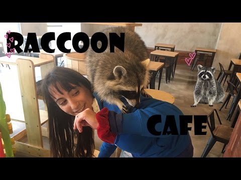 A Day in Seoul Raccoon  Cafe   YouTube