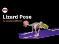 Lizard Pose: Achieve Optimal Hip Mobility