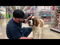 Best Dog Training Toledo, Ohio! 1 Year Old St. Bernard, Bongo!