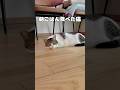 【保護猫】朝ごはん後は業務終了な猫