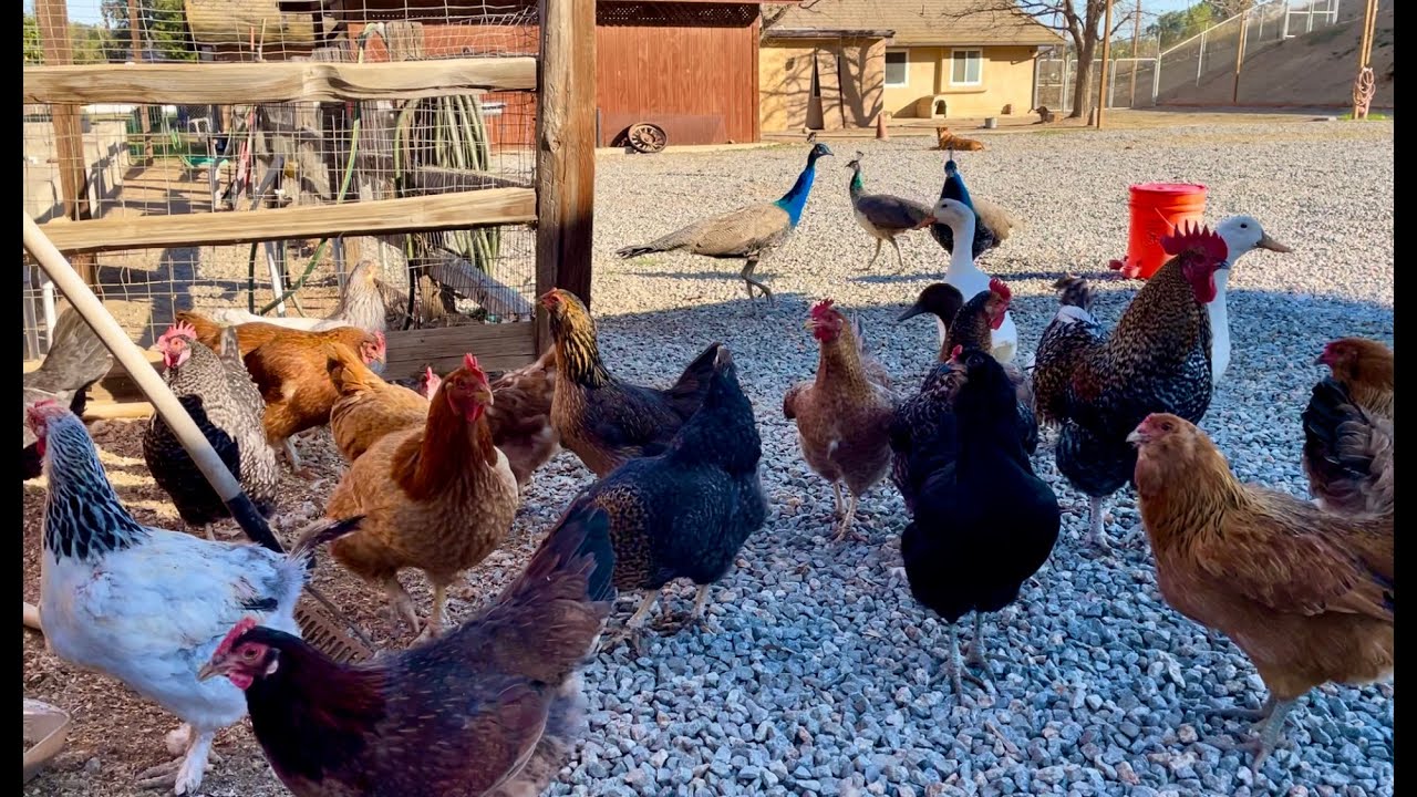 Peacocks Join the Flock?! Surprise Guests at Lemon Egg Ranch