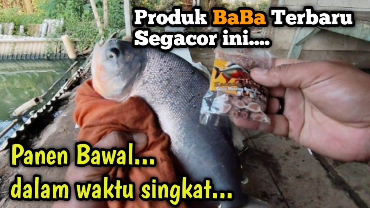 INI DIA⁉️ Umpan Bawal Paling GACOR media Kacang Presto | LANGSUNG TEST!!