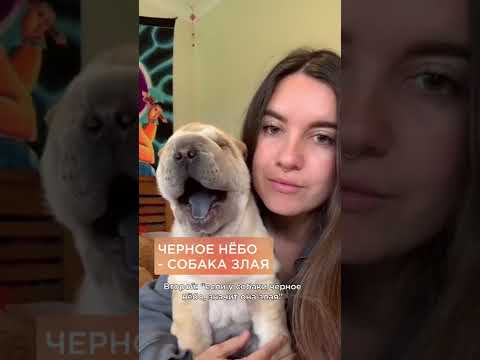 3 факта про собак. Какой ложный? #shorts #собаки