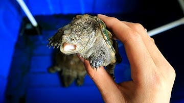 Nuôi rùa Common Snapping toàn tập | by VNRC✔️✔️✔️