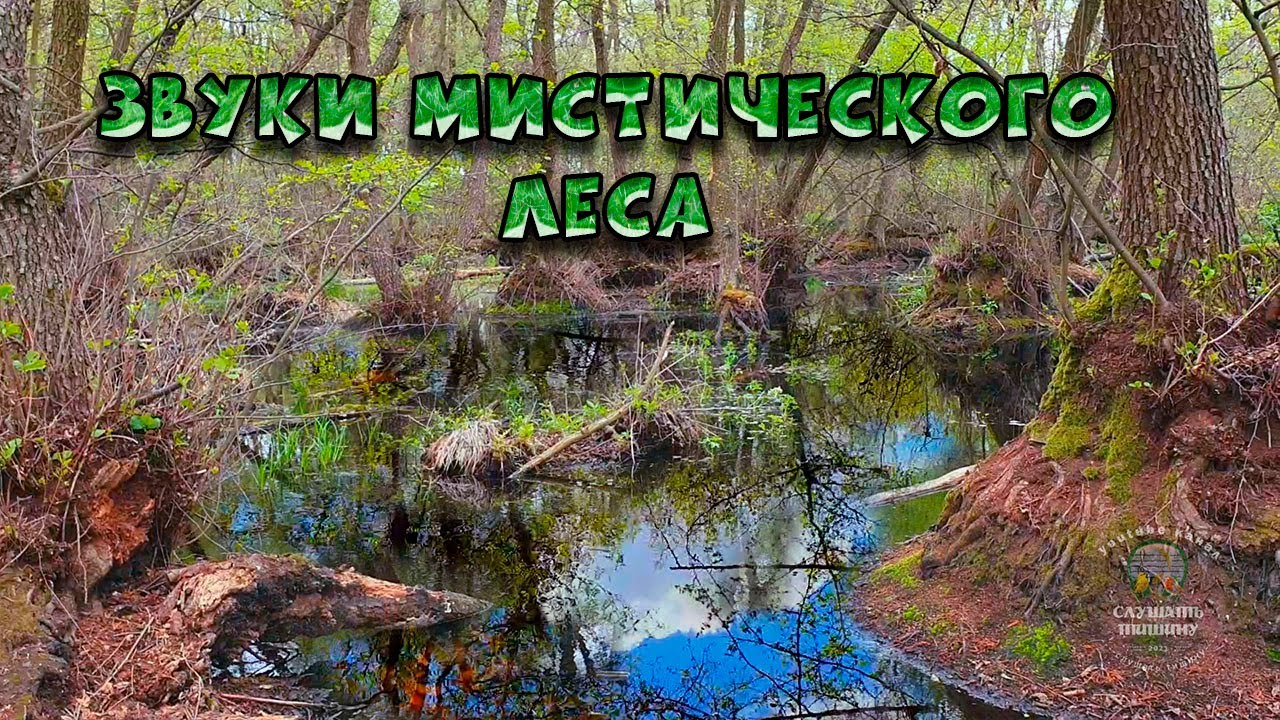 тишина в лесу. звуки тишины лес. тишина с деревом. здоровый лес. абстракция тишина шум.