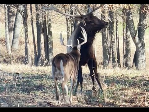 ヘラジカを追っ払う鹿  