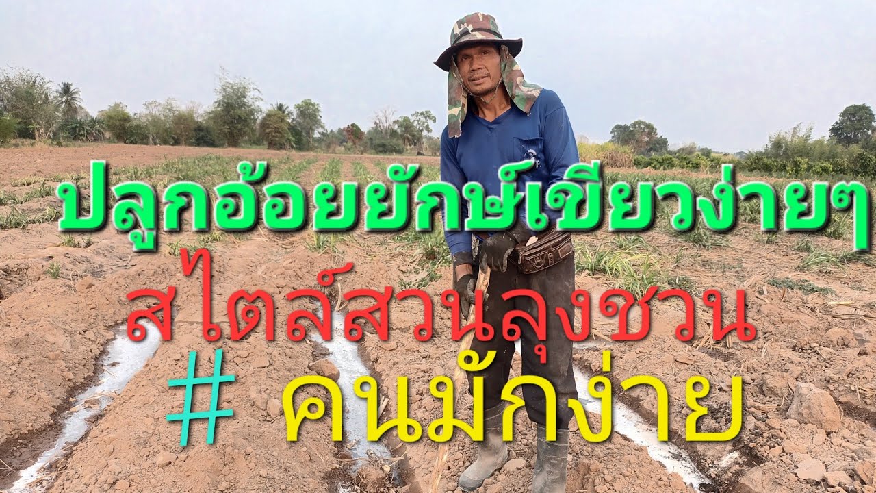 ปลูกอ้อยยักษ์เขียว แบบง่ายๆ สไตล์สวนลุงชวน#ง่ายๆใด้ผลดี