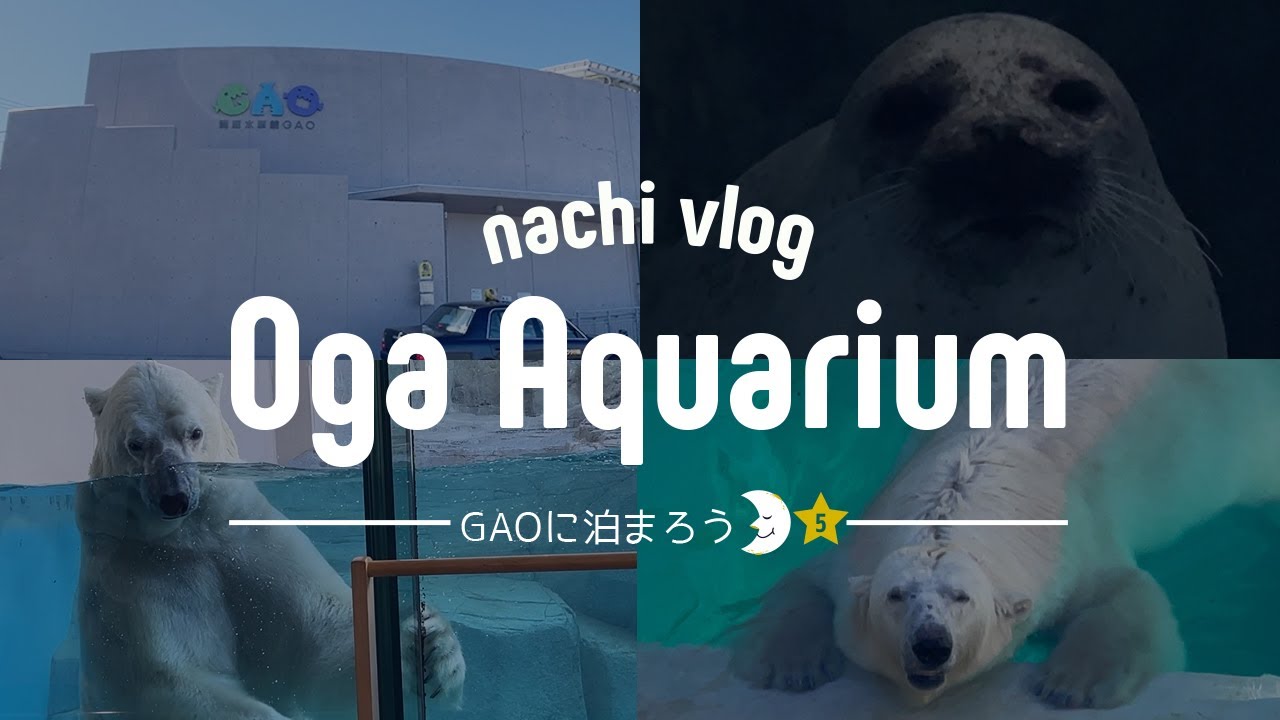 〈男鹿水族館GAOに泊まろう５〉アザラシを見ながら眠りにつく / まったりとご飯を食べるホッキョクグマのユキ / 豪太遊んでみたい〈水族館巡り〉