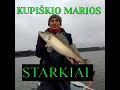 Starkių žvejyba rudeni.KUPIŠKIO MARIOS