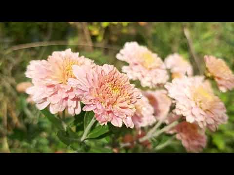 Video: Wie Bewahrt Man Einen Strauß Chrysanthemen Auf?