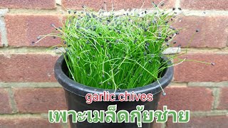 เพาะเมล็ดกุ้ยช่าย หรือ หอมแป้น - garlic chives - 21 Feb.2020