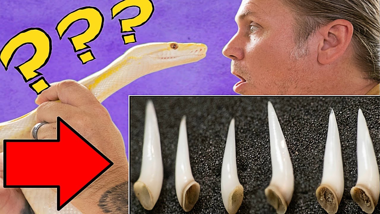 vlogs in spanish ALL MY SNAKES TEETH FELL OUT!!! WHY?? | BRIAN BARCZYK