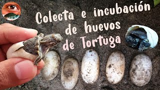 Colecta e incubacion de huevos de tortuga | JAVINATURE