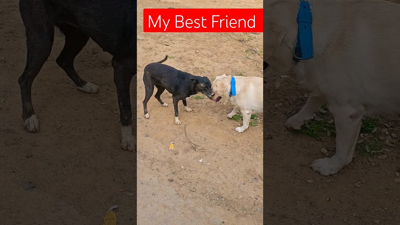 Street Dog 🦮 Is My Best Friend 