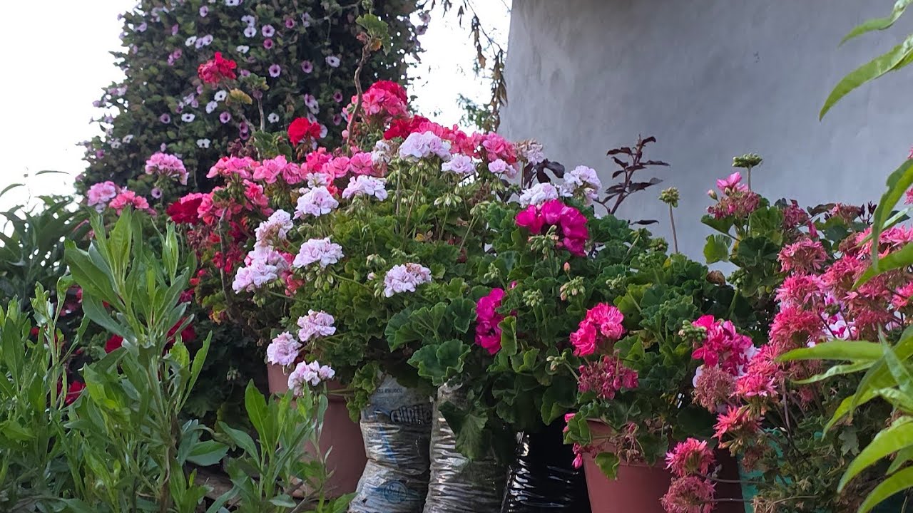 Tour por un jardin lleno de geranios , muchas plantas de diferentes colores.