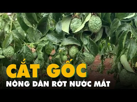 Video: Cho Cây Nho Hoa Lạc Tiên - Cách Bón Phân Cho Cây Hoa Chanh Dây