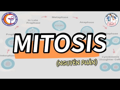 Video: Tại sao nó được gọi là anaphase?