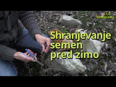 Video: Kakšno Cvetje Lahko Sadimo Pred Zimo