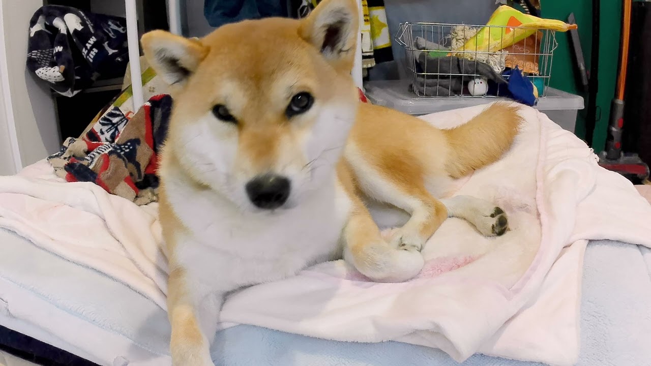 なにー？ #dog #柴犬 