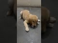 #trending #cuteanimal #goldenretriever #playing #dogs