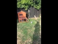 Ara spends the day in her outdoor hutch