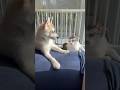 子犬が急に立ち去ってびっくりする先住猫 #シベリアンハスキー #ハスキー #猫
