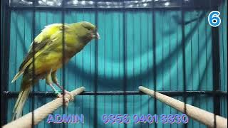 MATERI F2YS, F1YS, SFL, F1RASMI   !!!    MONGGO DI GAS BOS Q