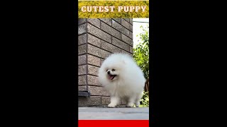 Cutest White Puppy Coming Count 123