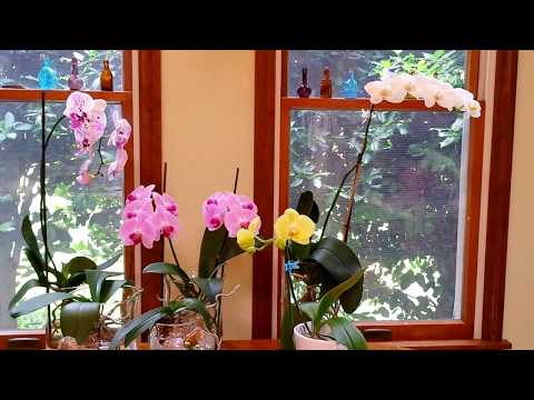 Video: What Kind Of Orchid To Choose For The Home