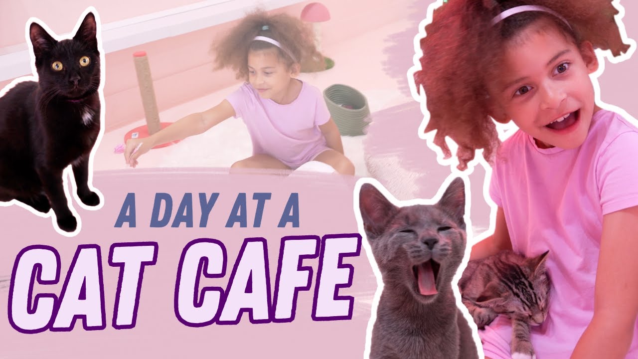 BrieBelle goes to the Cat Cafe! YouTube