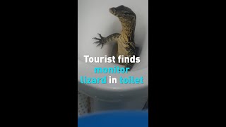 British tourist finds massive monitor lizard climbing out of toilet