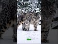 Os 3 Animais Mais Bonitos do Mundo 😳🐾