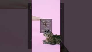 Whisker Wisdom A Cognoscentes Guide to Feline FascinationAs a selfproclaimed cat lady...