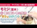 【苗木で作る】モミジ盆栽⑦植え替え3つのポイント！根の剪定｜Japanese maple “Replanting”／bonsai