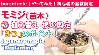【苗木で作る】モミジ盆栽⑦植え替え3つのポイント！根の剪定｜Japanese maple “Replanting”／bonsai