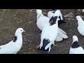 Бакинские голуби Абрашкина Андрея в Уфе!89177833993