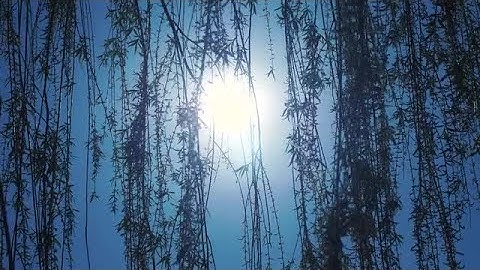 Willow Tree Stock Video