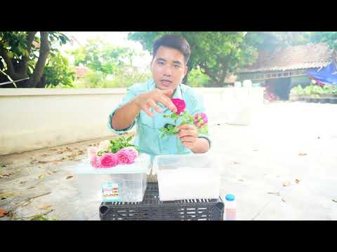 Video: 5 cách làm hoa khô