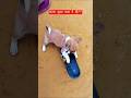 Ketna cute hai ❤️😍 #doglife #dog #explore #ytshorts #cuteanimals #doglife #viralvideo #shorts