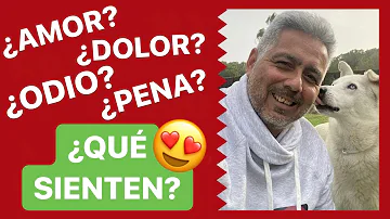 ¿Sienten los perros el amor?