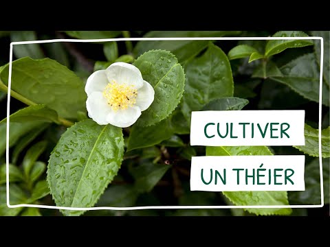 Vidéo: Thé cultivé en conteneur : conseils pour faire pousser des théiers en pots