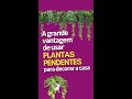 A grande vantagem de usar plantas pendentes | SIMPLICHIQUE