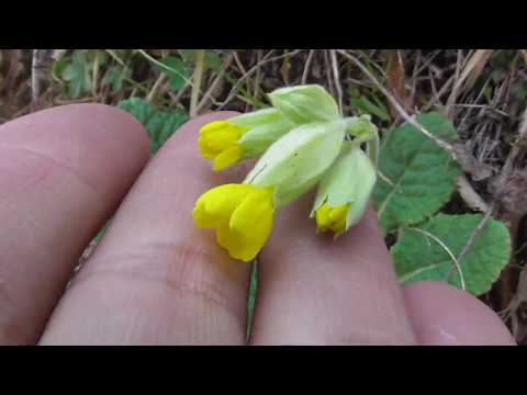 Primula veris, cowslip,
