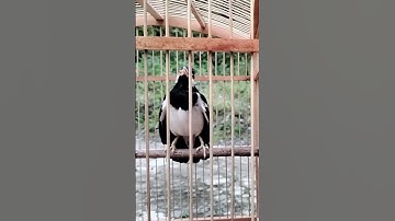 suara alam jalak suren bikin emosi jalak lain